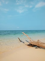a tree branch on a beach