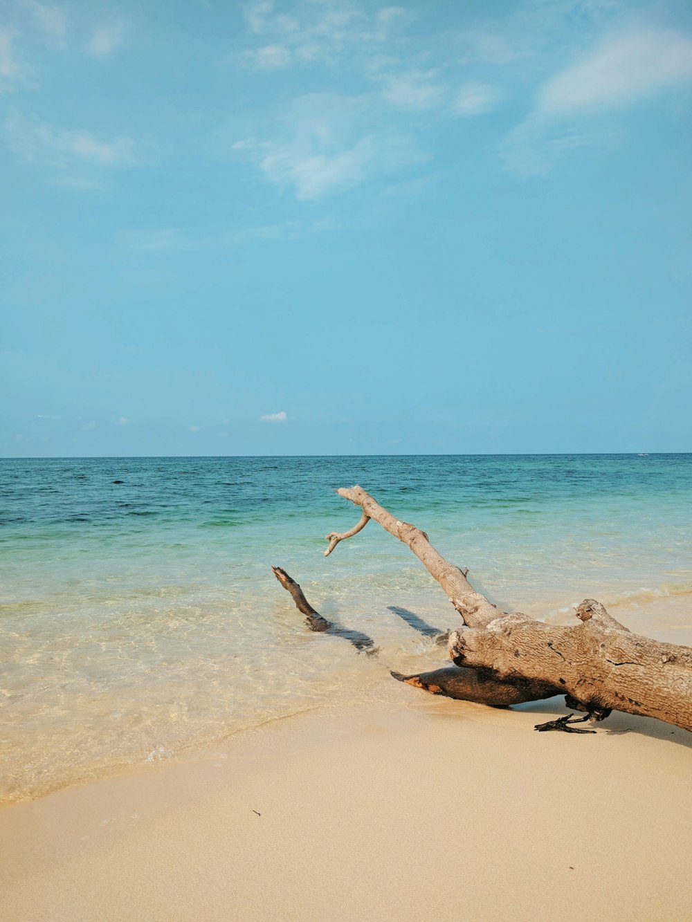 a tree branch on a beach