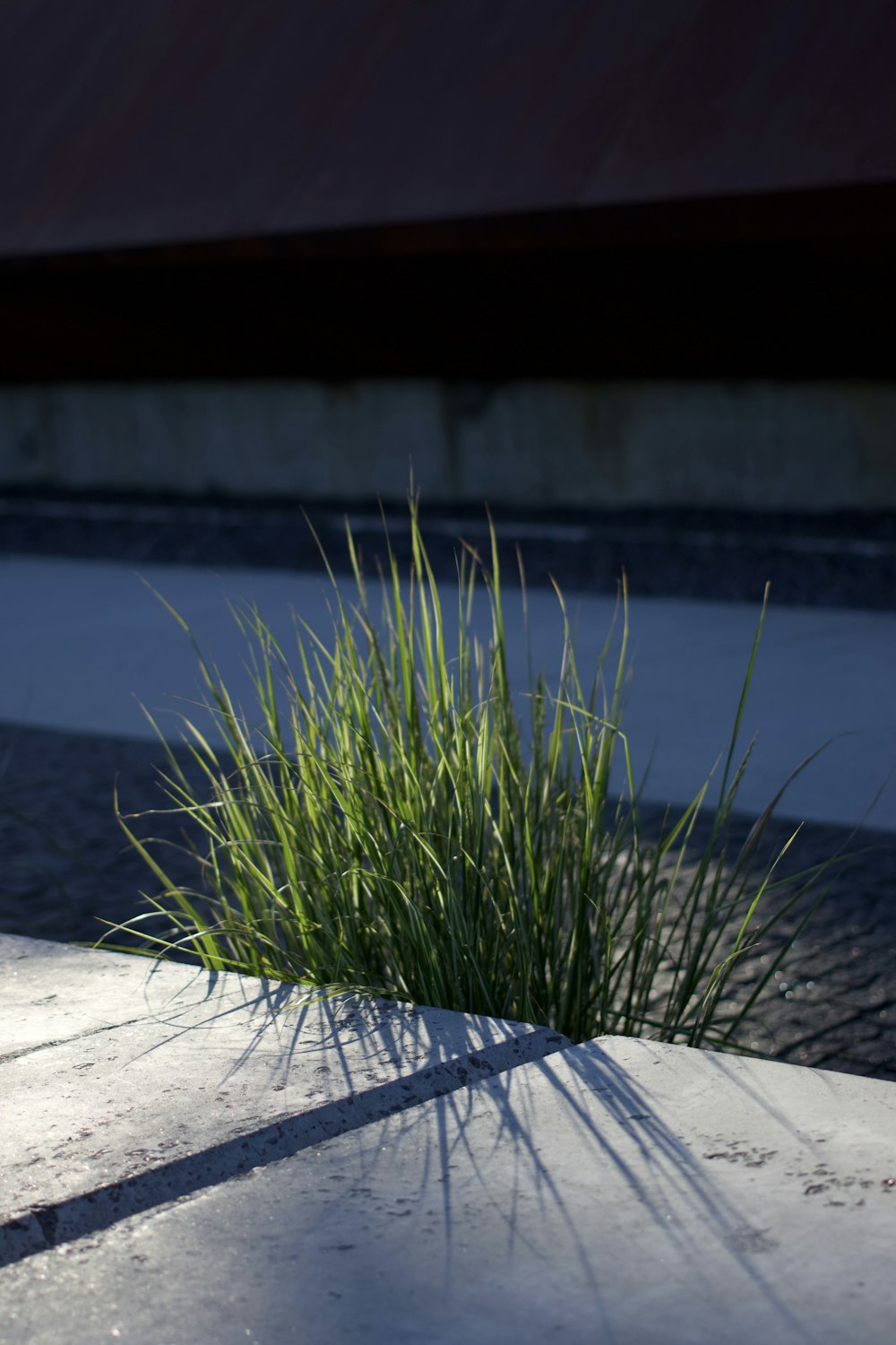 a close-up of some grass