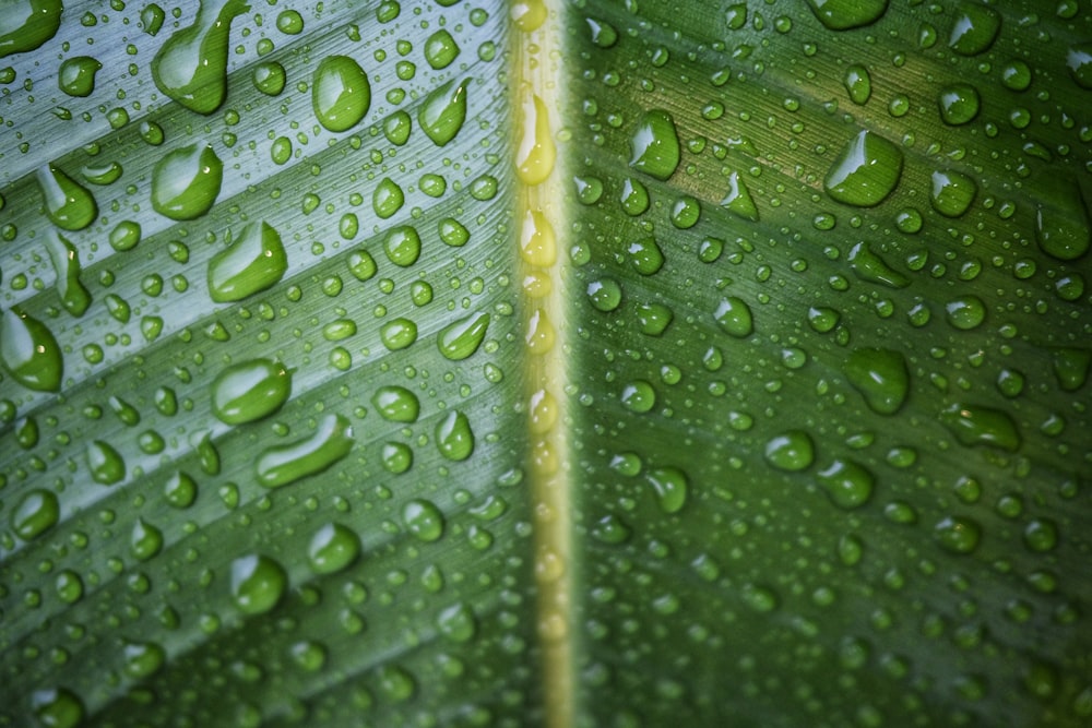 a close-up of a leaf