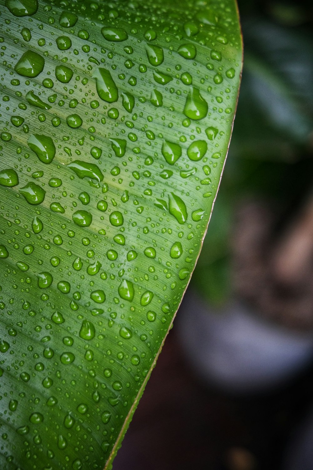 a close up of a green leaf