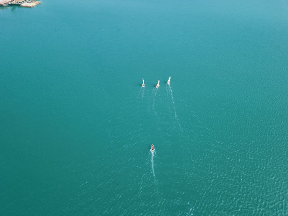 a group of sailboats on the water