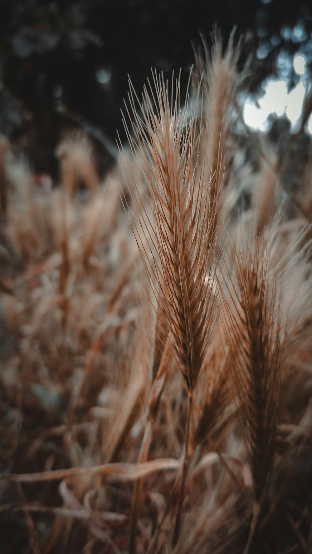 a close up of a wheat field