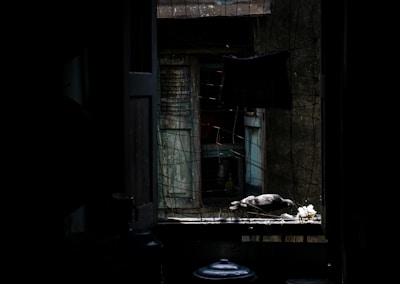 A dimly lit room with a pigeon perched on a window sill, surrounded by a wire mesh. The background reveals an old, weathered wooden window, partially open. A faint light casts shadows, highlighting the rough texture of the walls and the soft silhouette of the pigeon.