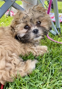 A fluffy, curly-haired puppy with a light brown coat is lying on green grass, looking up with curious, wide eyes. Parts of a foldable chair and colorful mat are visible, along with a pink leash attached to the puppy's collar.