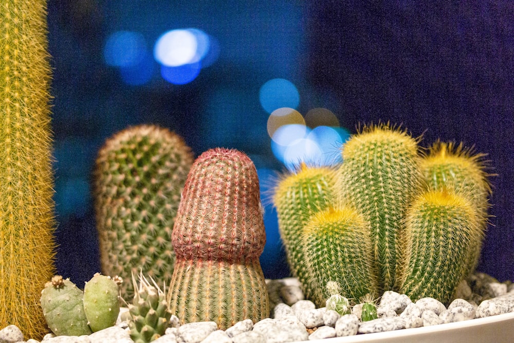 a close up of a cactus