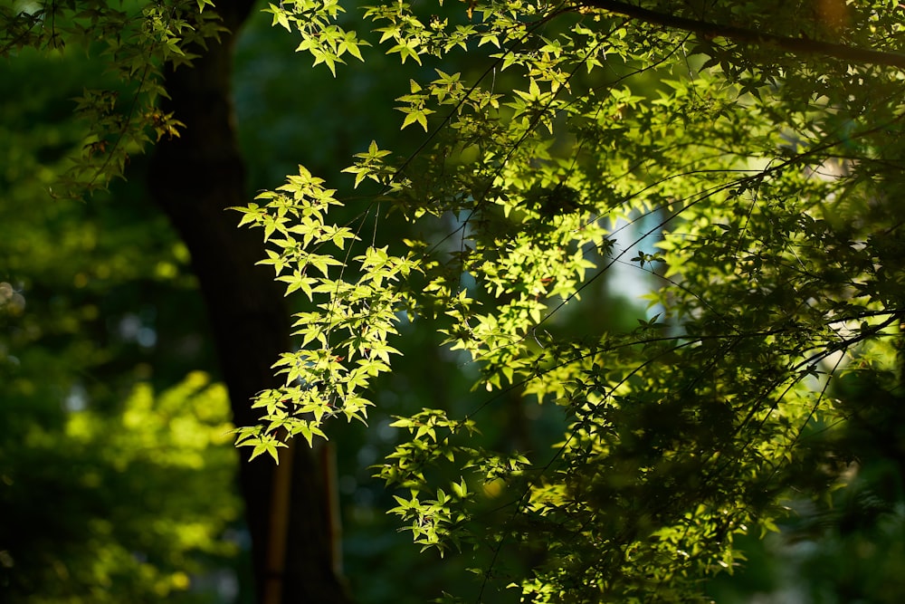 a tree with leaves