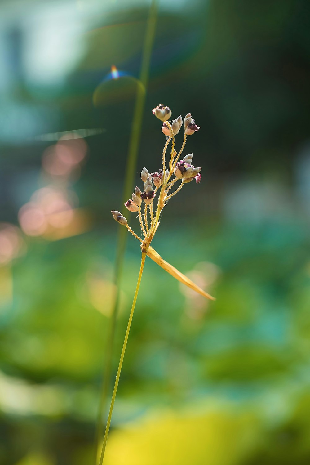 a close-up of a plant