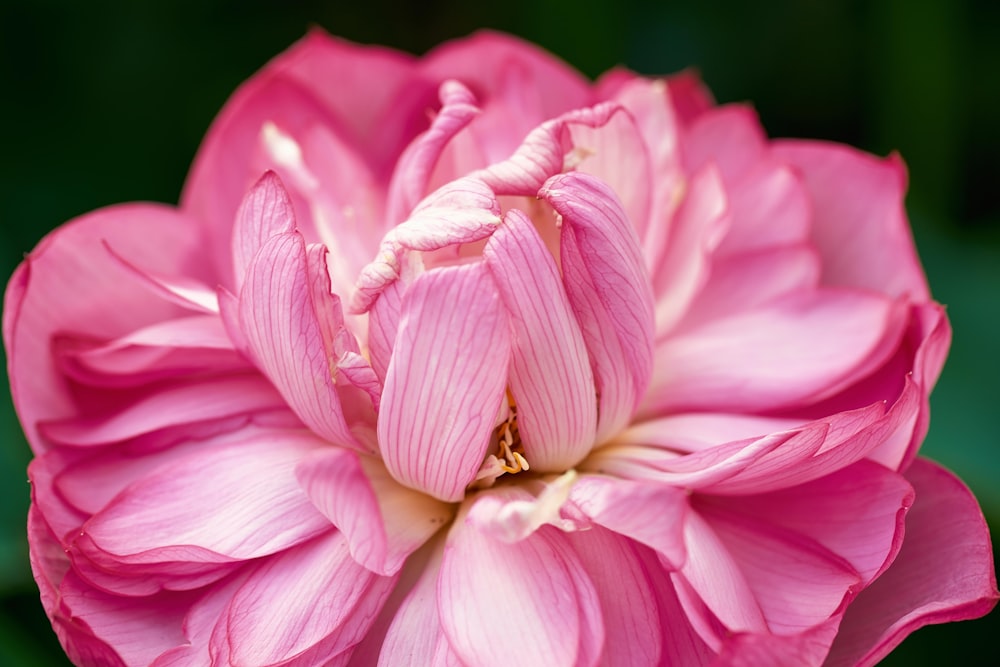 a bee on a pink flower