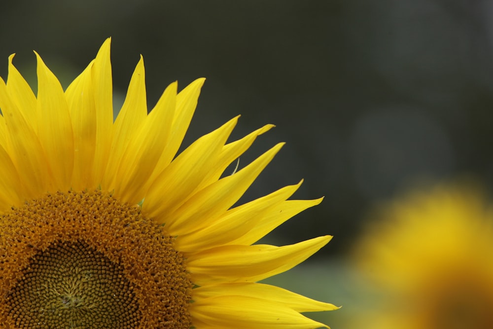 a close up of a sunflower