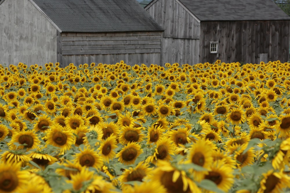 un champ de fleurs jaunes