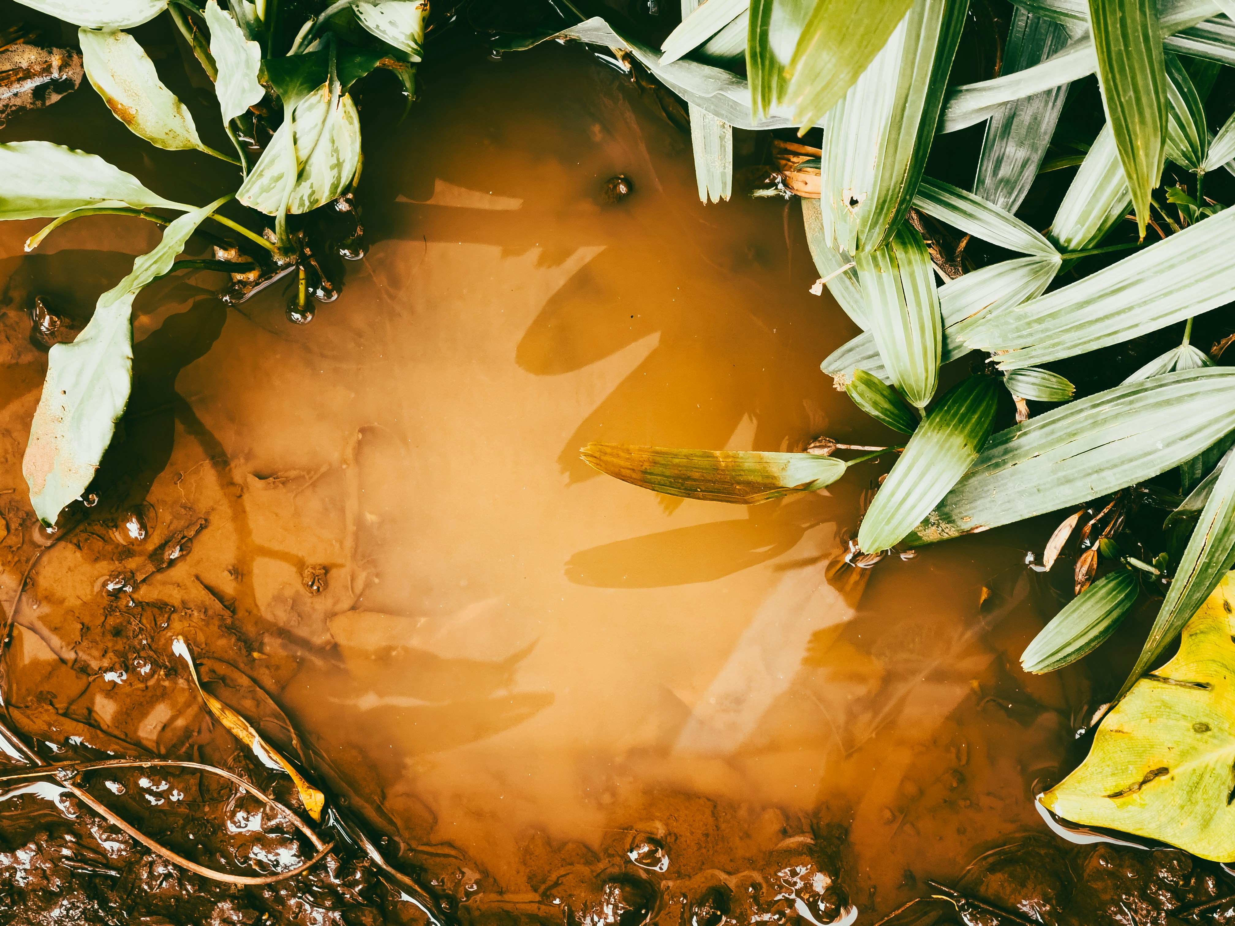 Un grupo de peces en un estanque