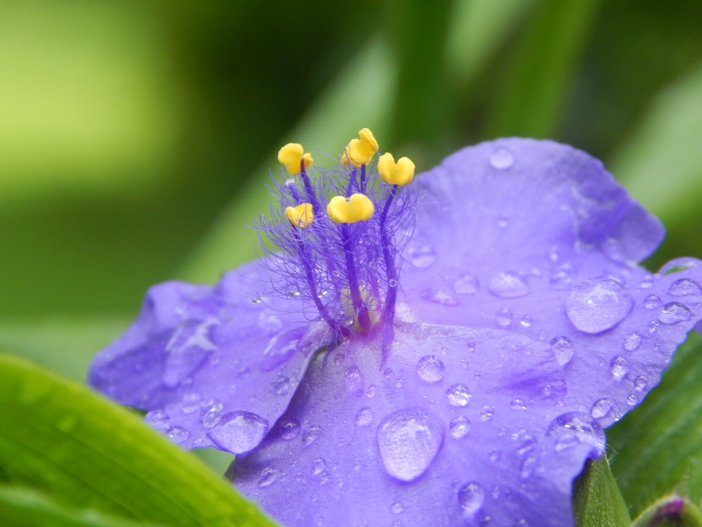 a flower on a plant