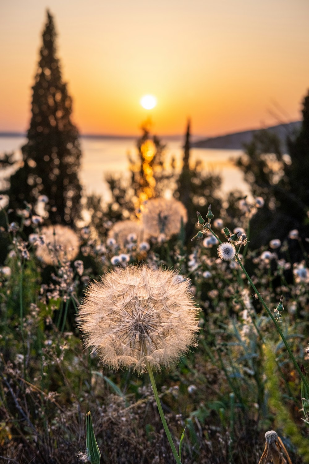 a field of flowers