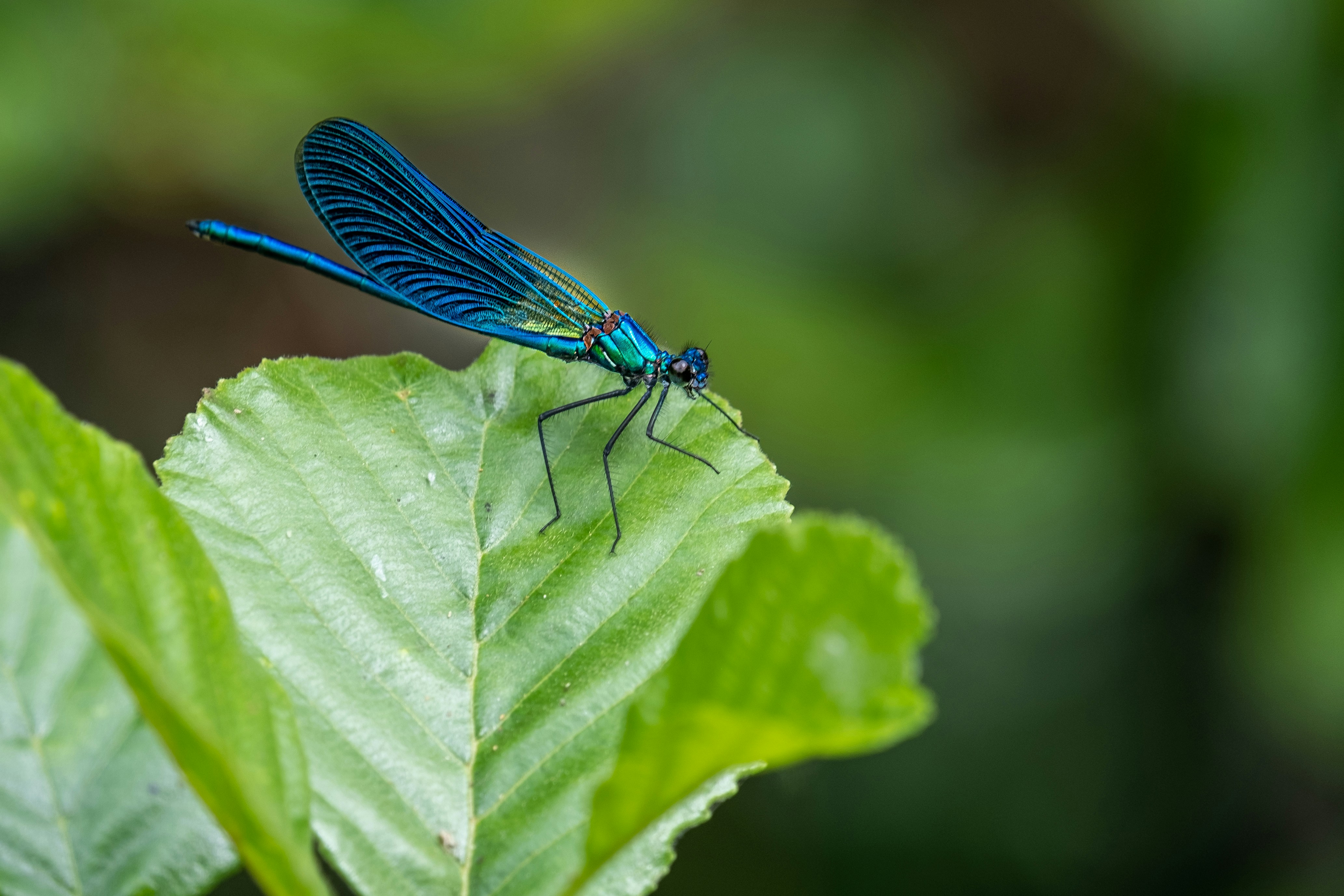 Photo by christian_thoeni