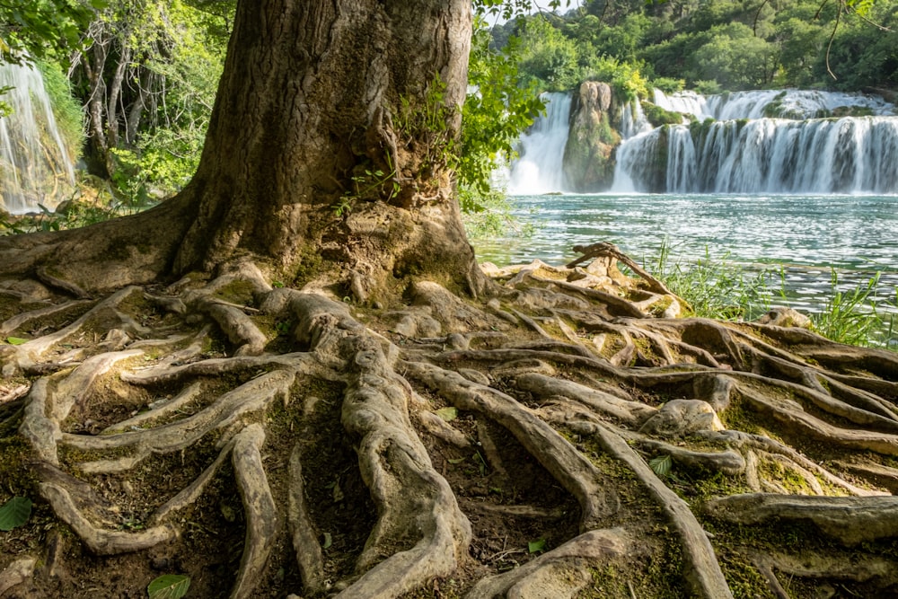 a tree trunk with a waterfall in the background