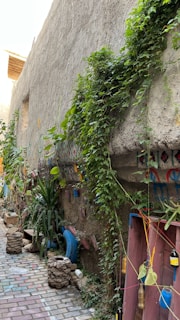 An outdoor scene featuring a narrow pathway with colorful brickwork and a rustic wall covered in climbing greenery and artistic decorations. Various plants and small trees line the path, along with upcycled decorations made from colored bottles and painted tires. The wall displays vibrant patterns, adding a creative and lively atmosphere.