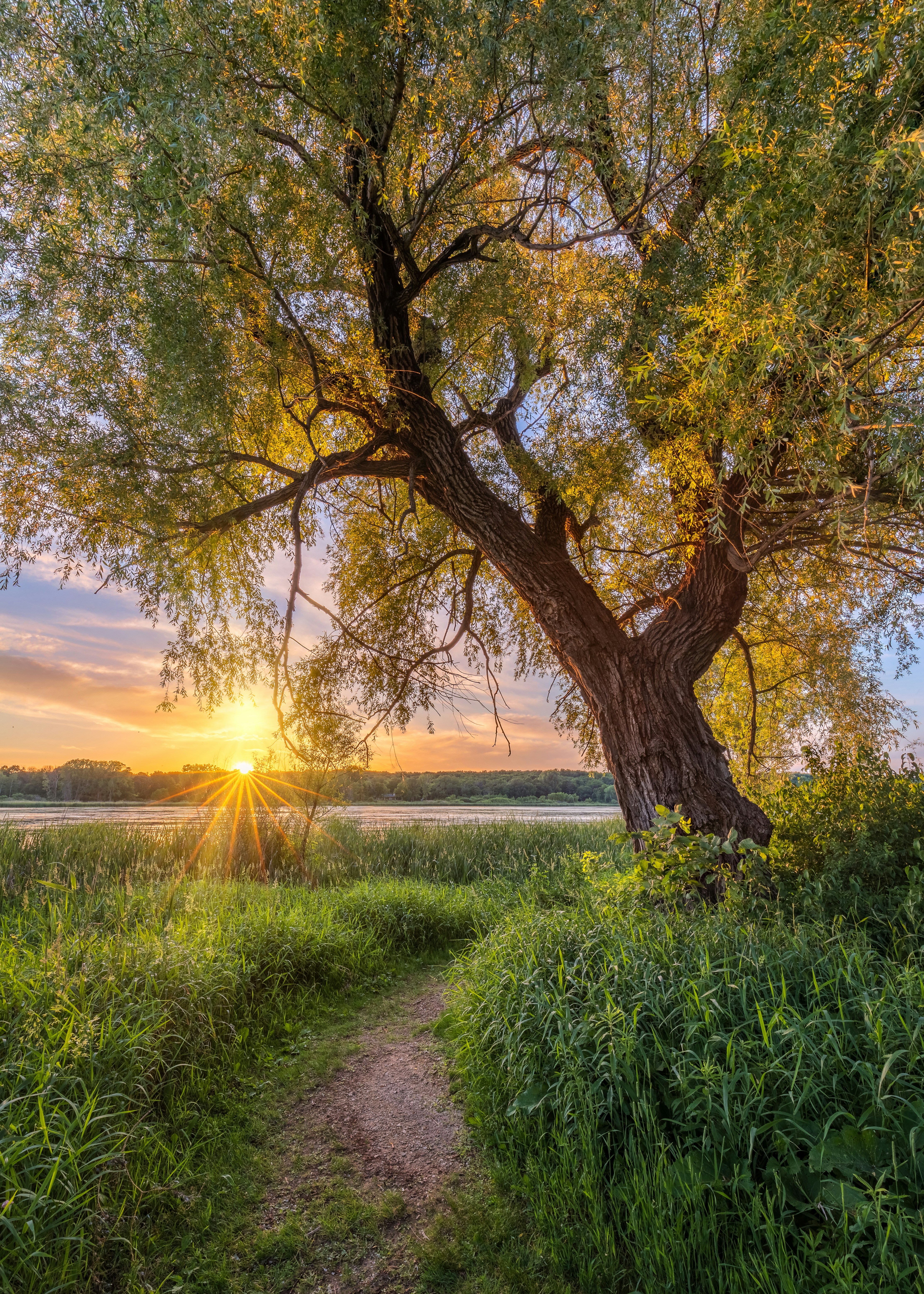 Sun, Path and Tree