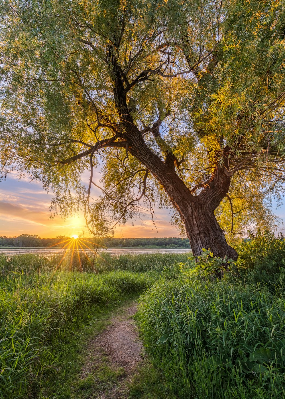 a tree with a path and grass and a sunset in the background