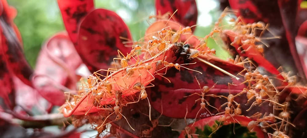 a close up of a red flower