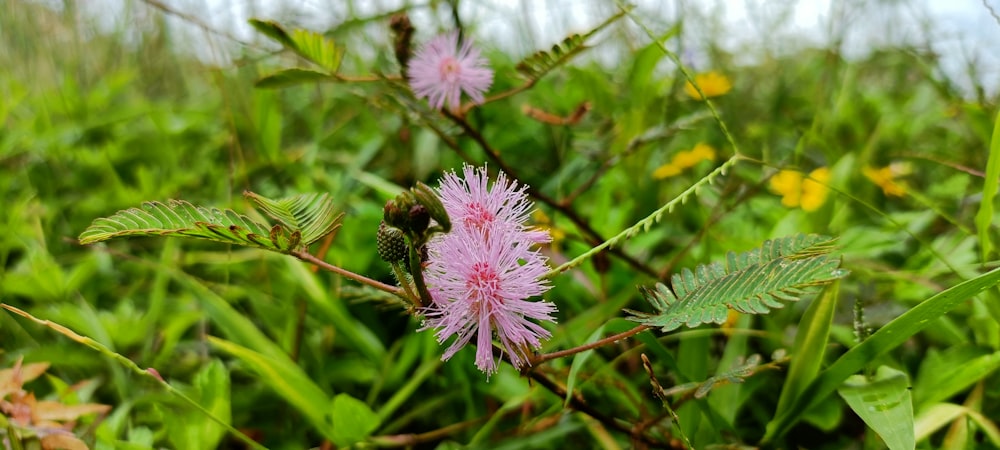 a close up of a flower