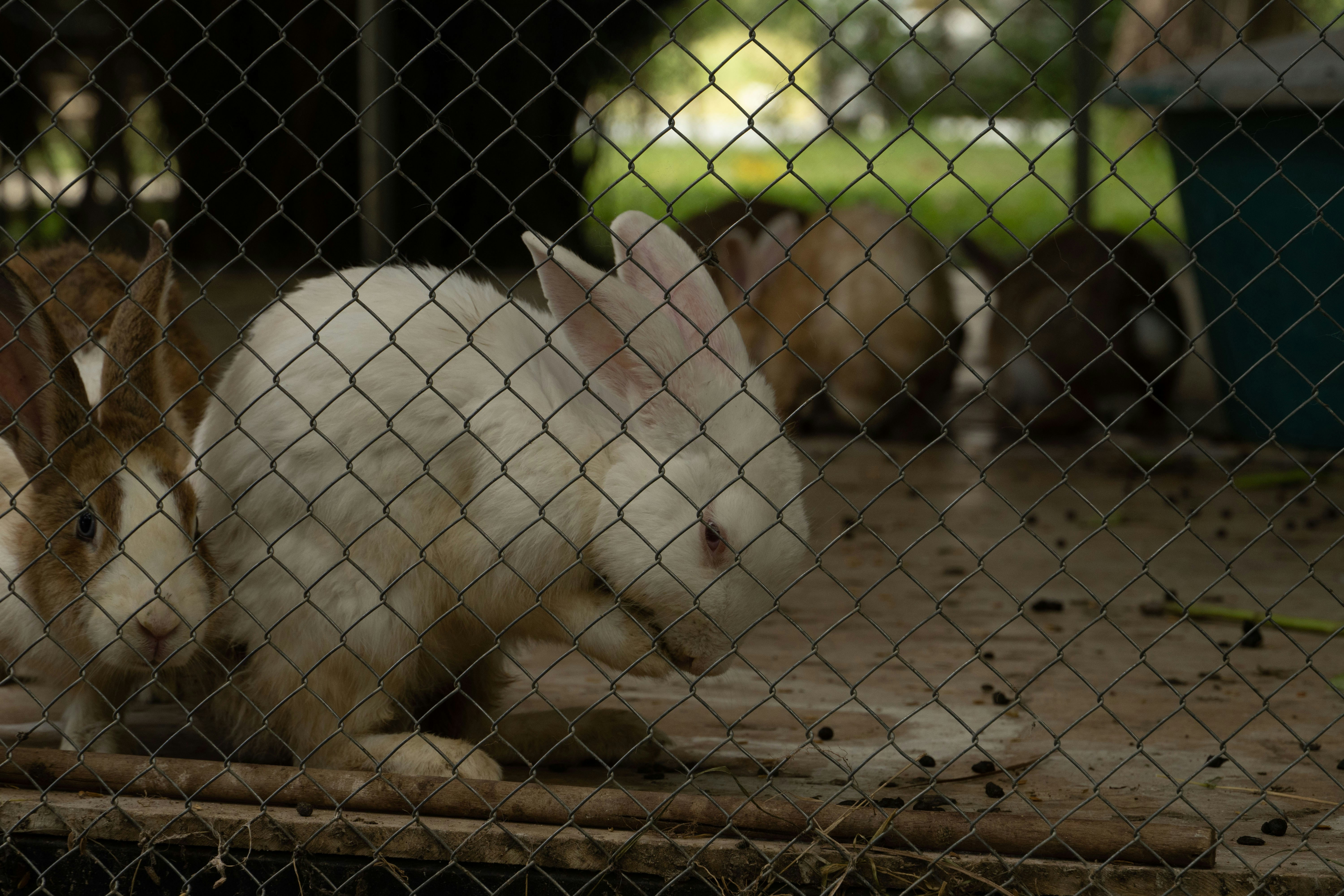 Un grupo de conejos en una jaula