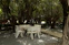 Cozy outdoor seating area under leafy trees with warm sunlight filtering through.