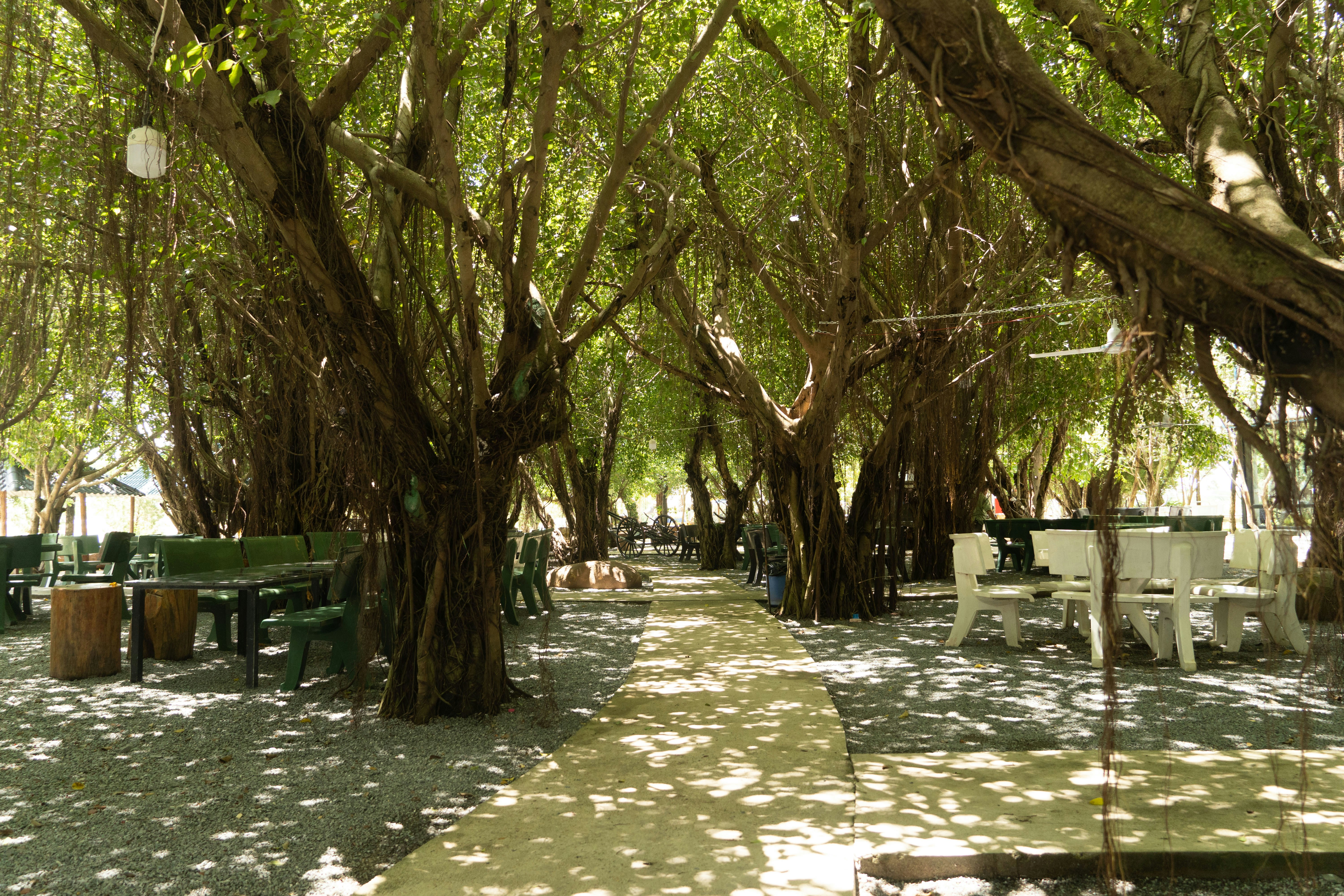 Reimagining Public Spaces: The Impact of Community-Led Tree Planting in Morocco