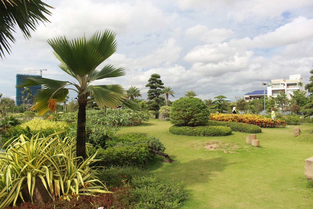 a green lawn with palm trees and a building in the background