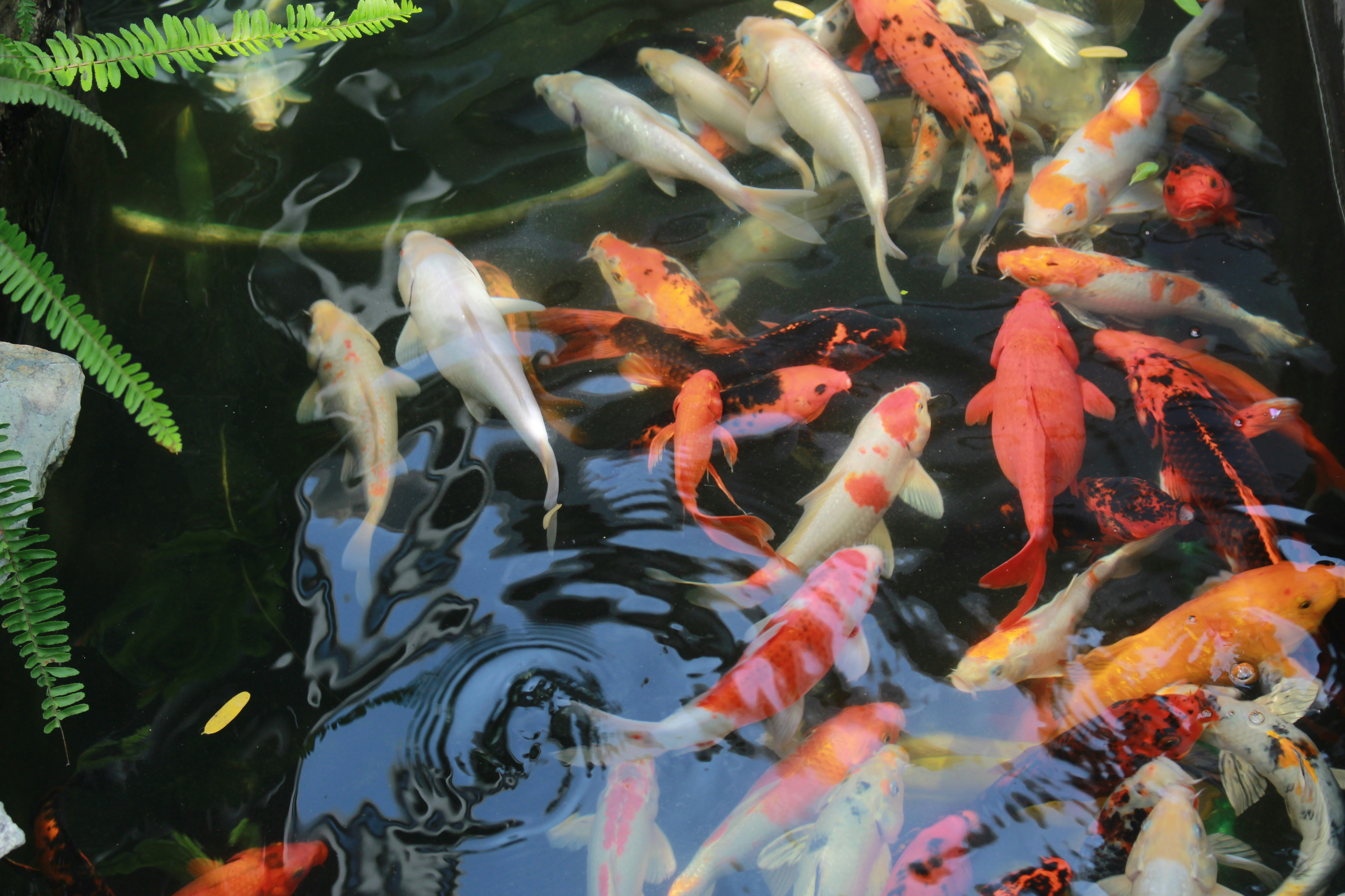 Goldfish Aquarium Fish On Background Aquatic Stock Photo 603783503 |  Shutterstock, image size:3000x2000
