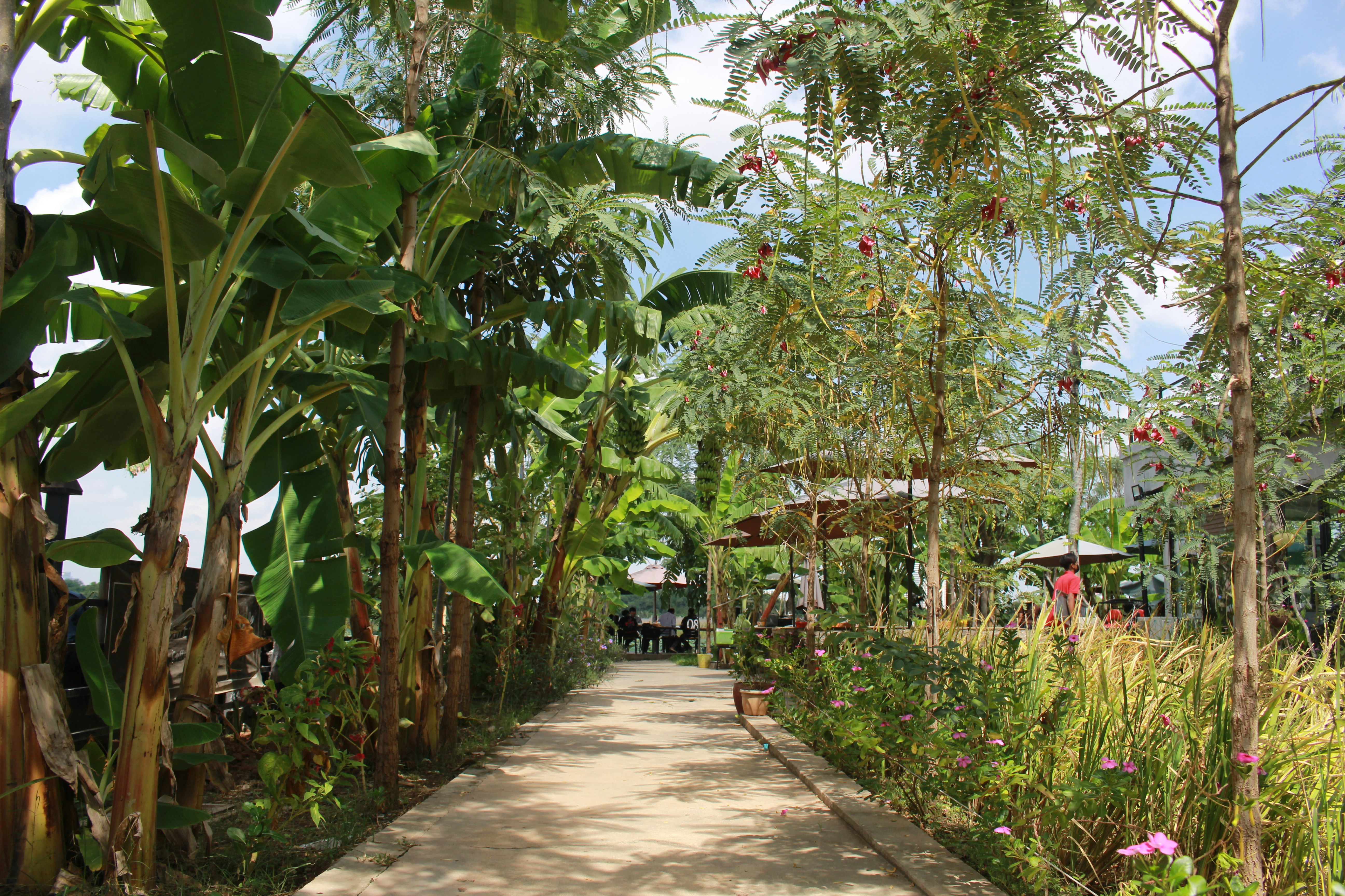 тропа через тропическую зону