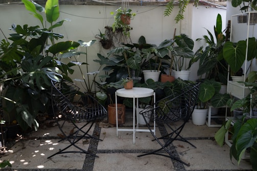 Outdoor patio with plants and seating for relaxation.