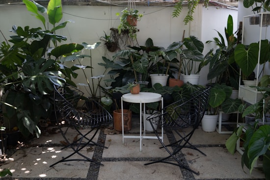 An outdoor patio area is filled with a variety of lush green plants in pots, surrounding a small round white metal table with black metal chairs. The setting is serene and inviting, perfect for relaxation or casual conversation.