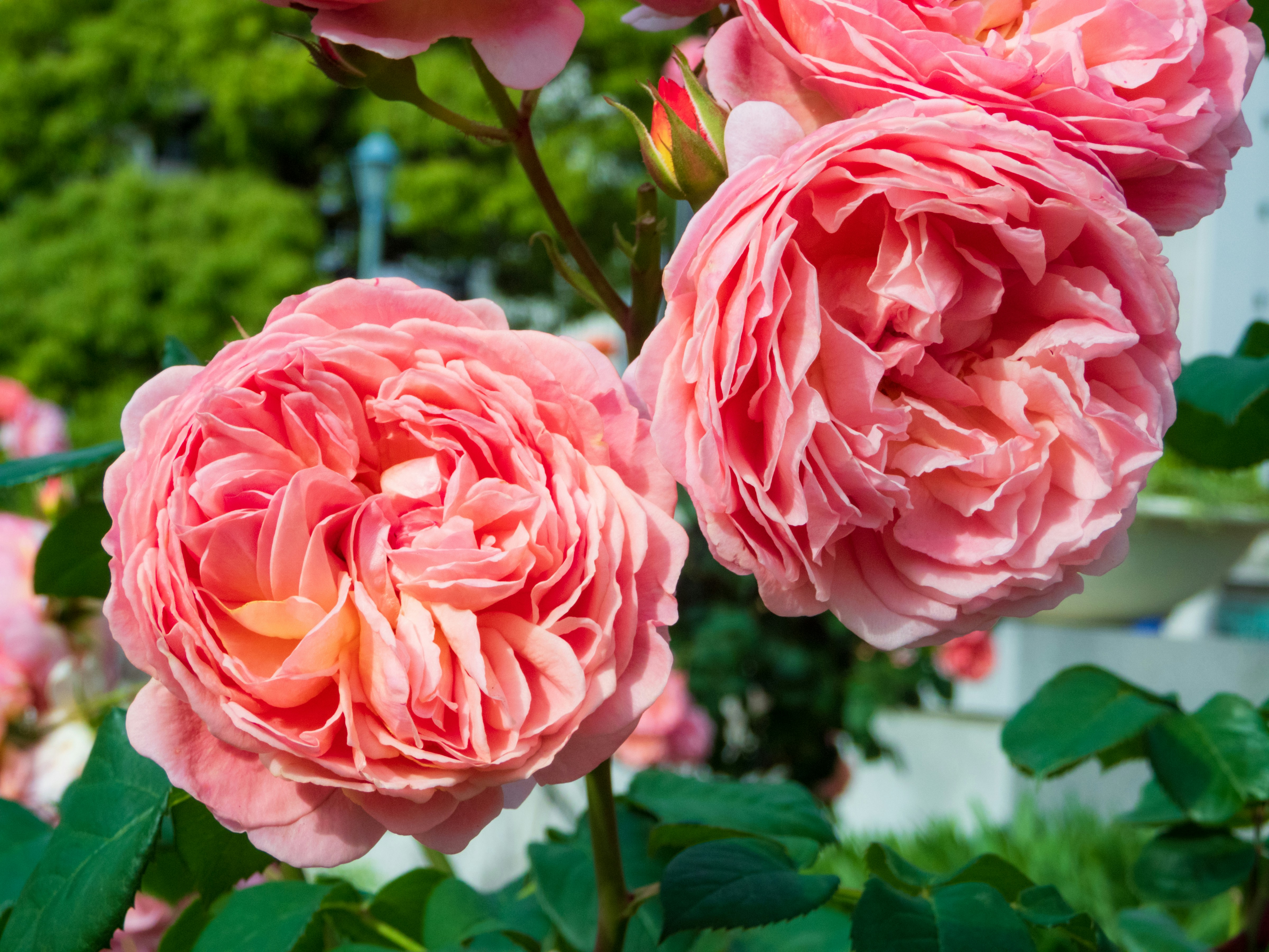 Photo by heppoko_yama