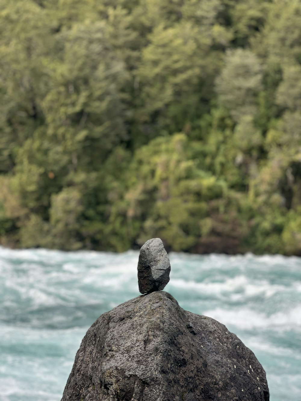 a lizard on a rock