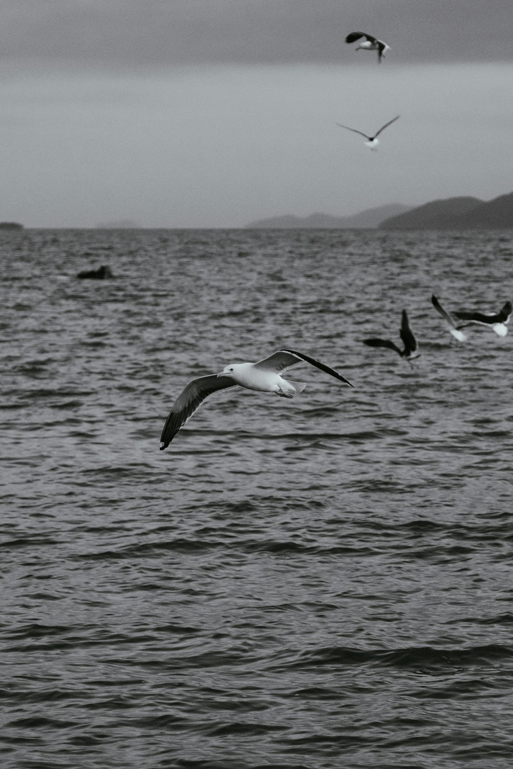 Pájaros volando sobre el agua