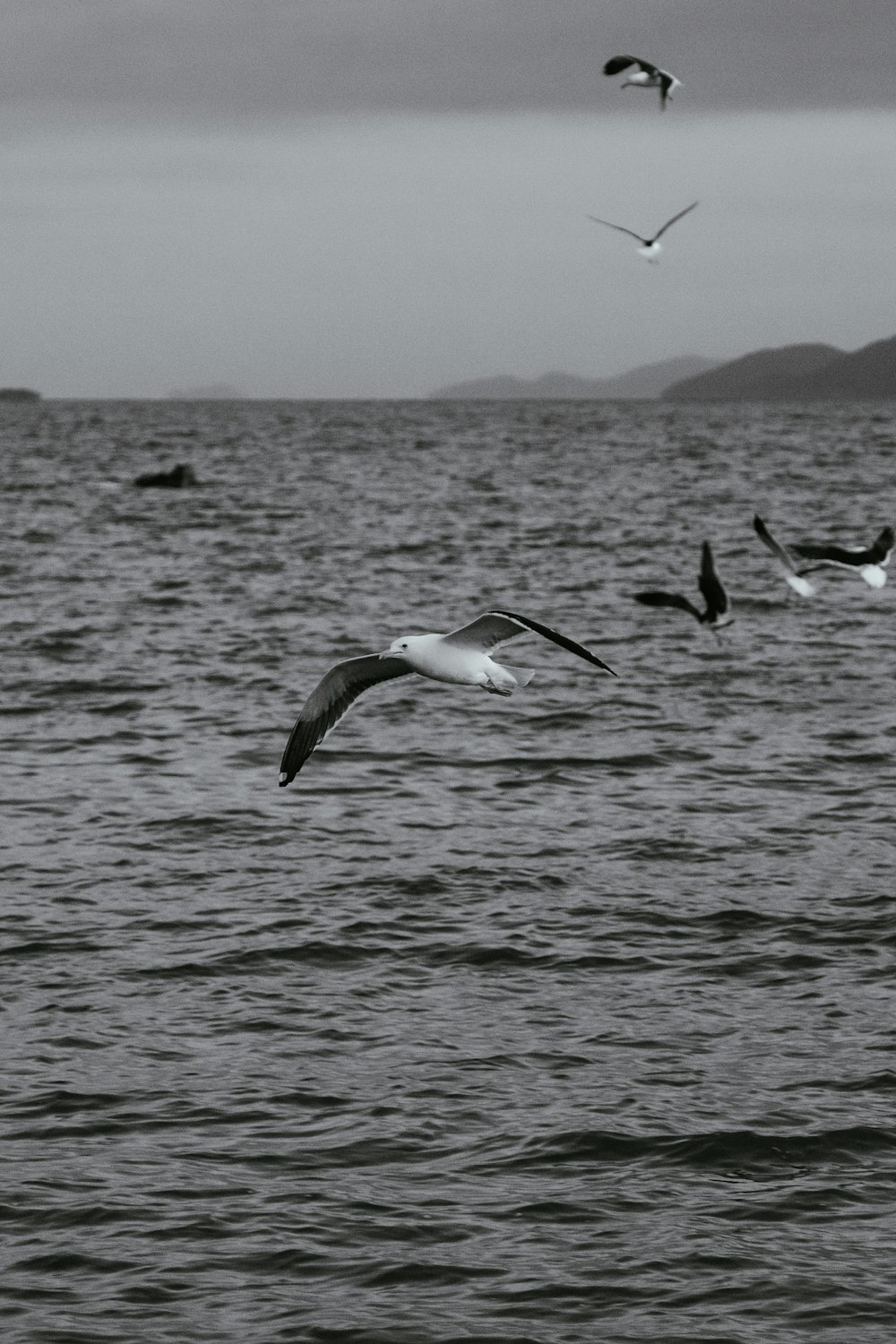 birds flying over water