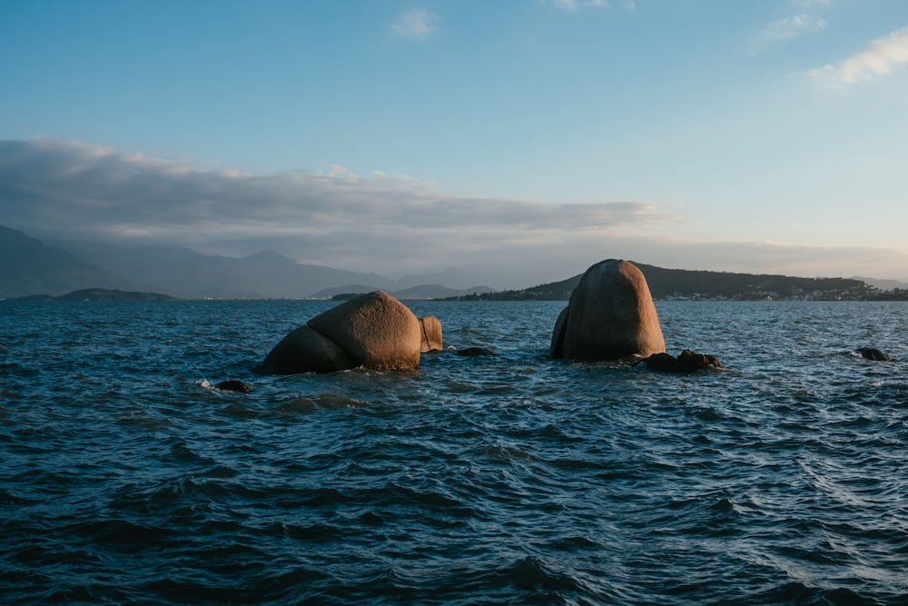 a group of animals swimming in water