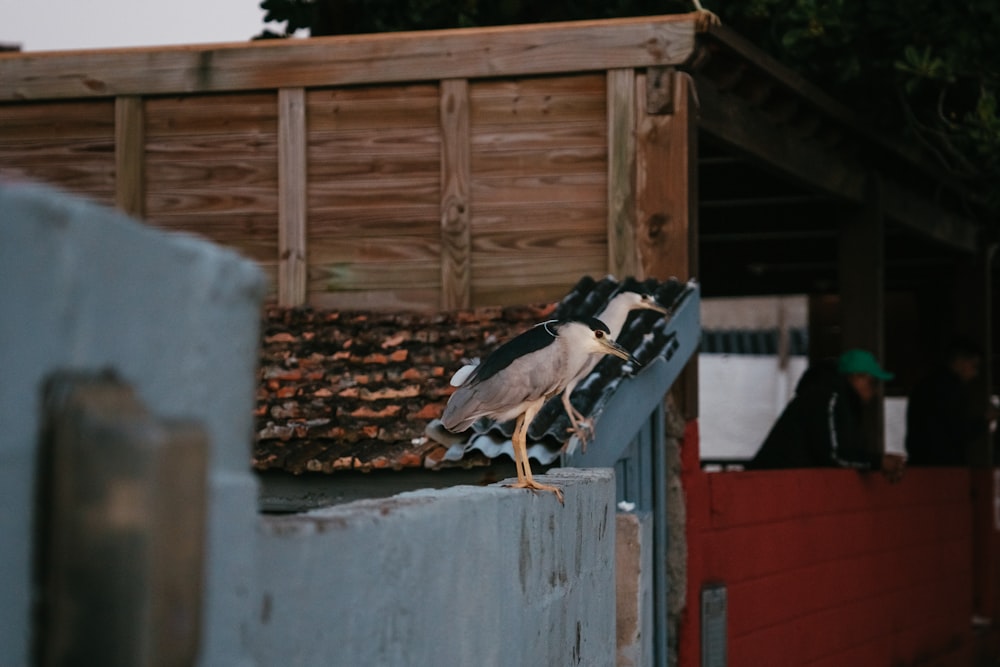 a bird standing on a ledge