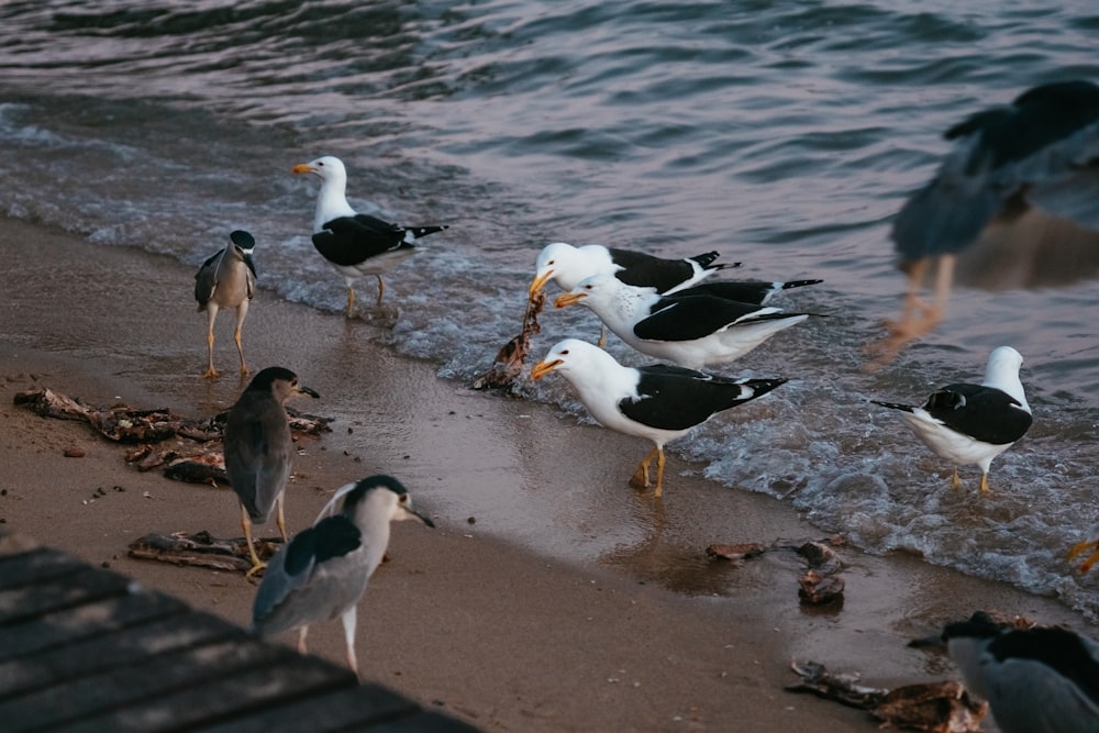 a group of birds on a beach