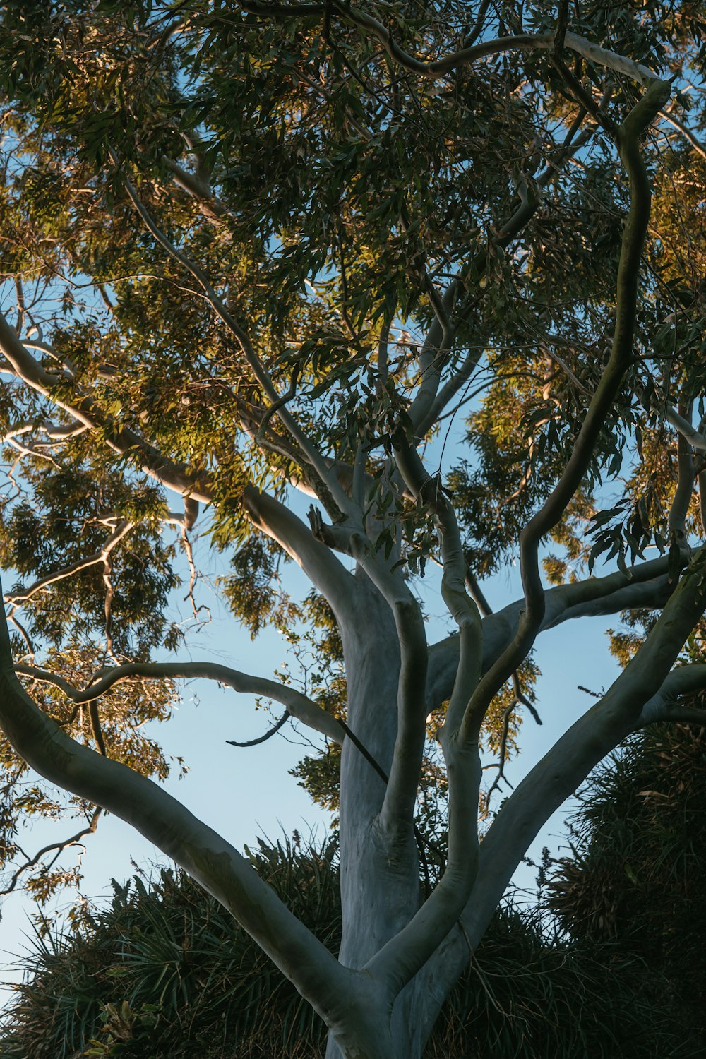 a tree with many branches and leaves