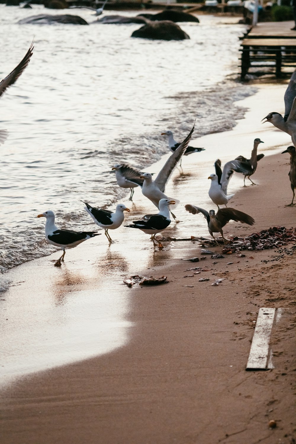 a group of birds on the beach