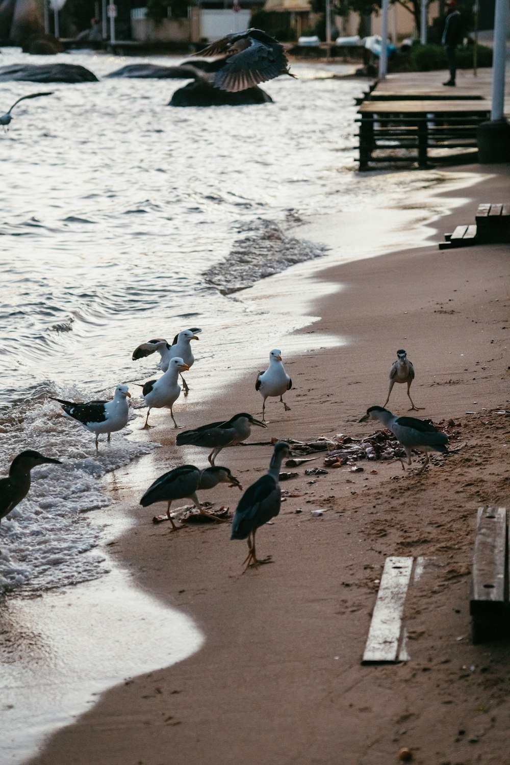 a group of birds on a beach