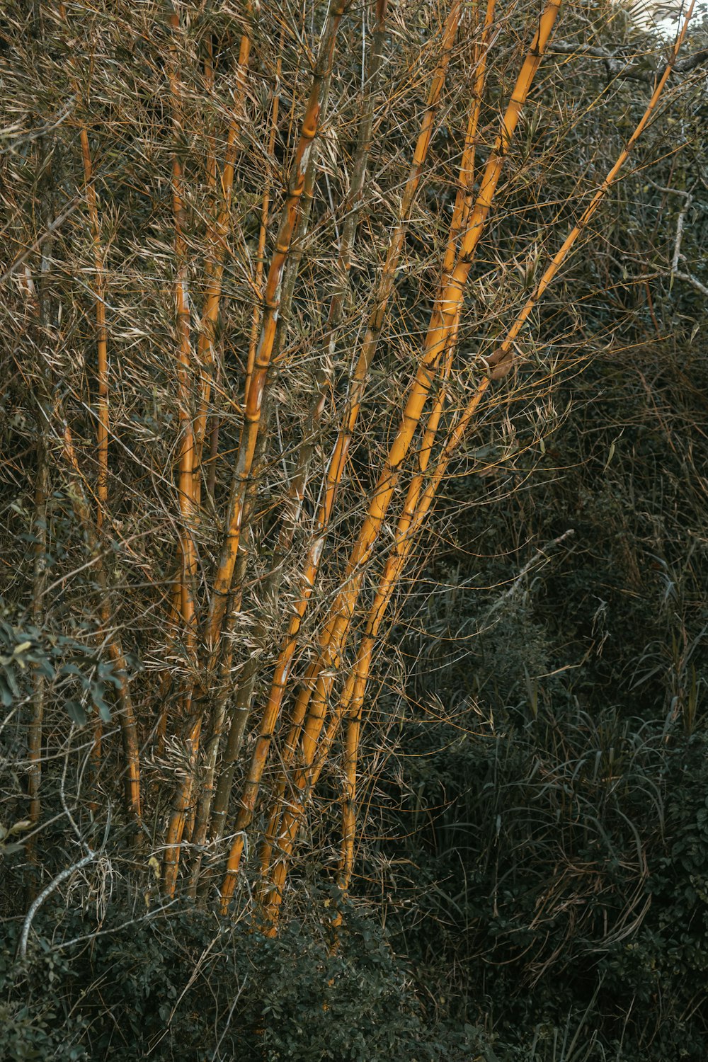 un albero con foglie gialle