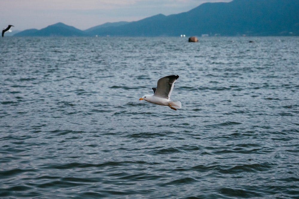 a bird flying over water