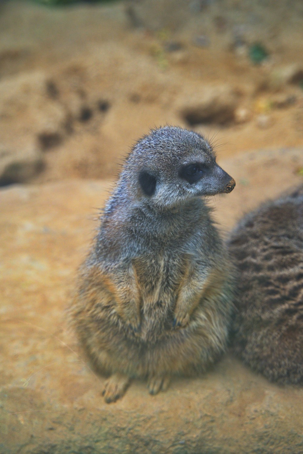 a small animal standing on the ground