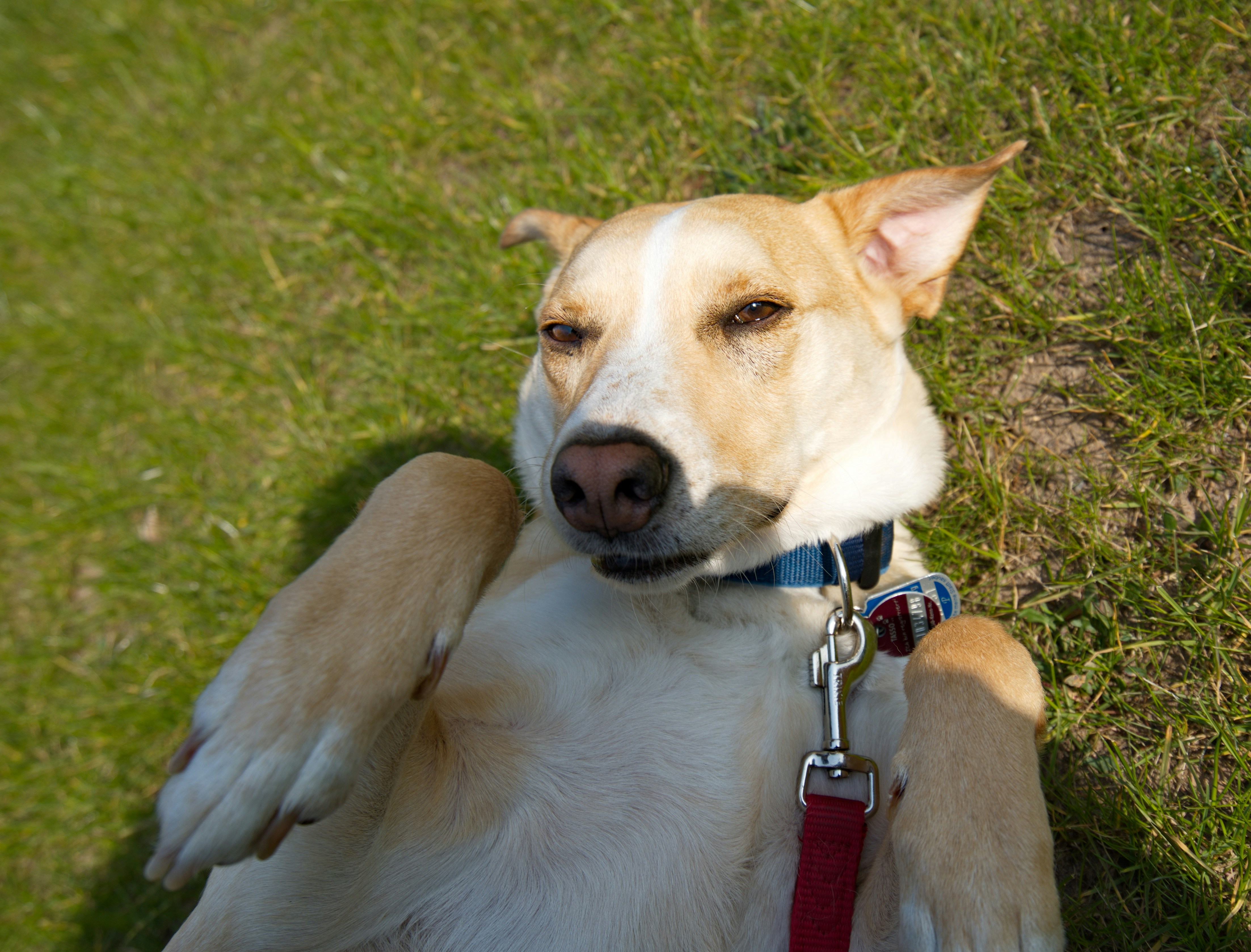 Ein Hund mit der Leine