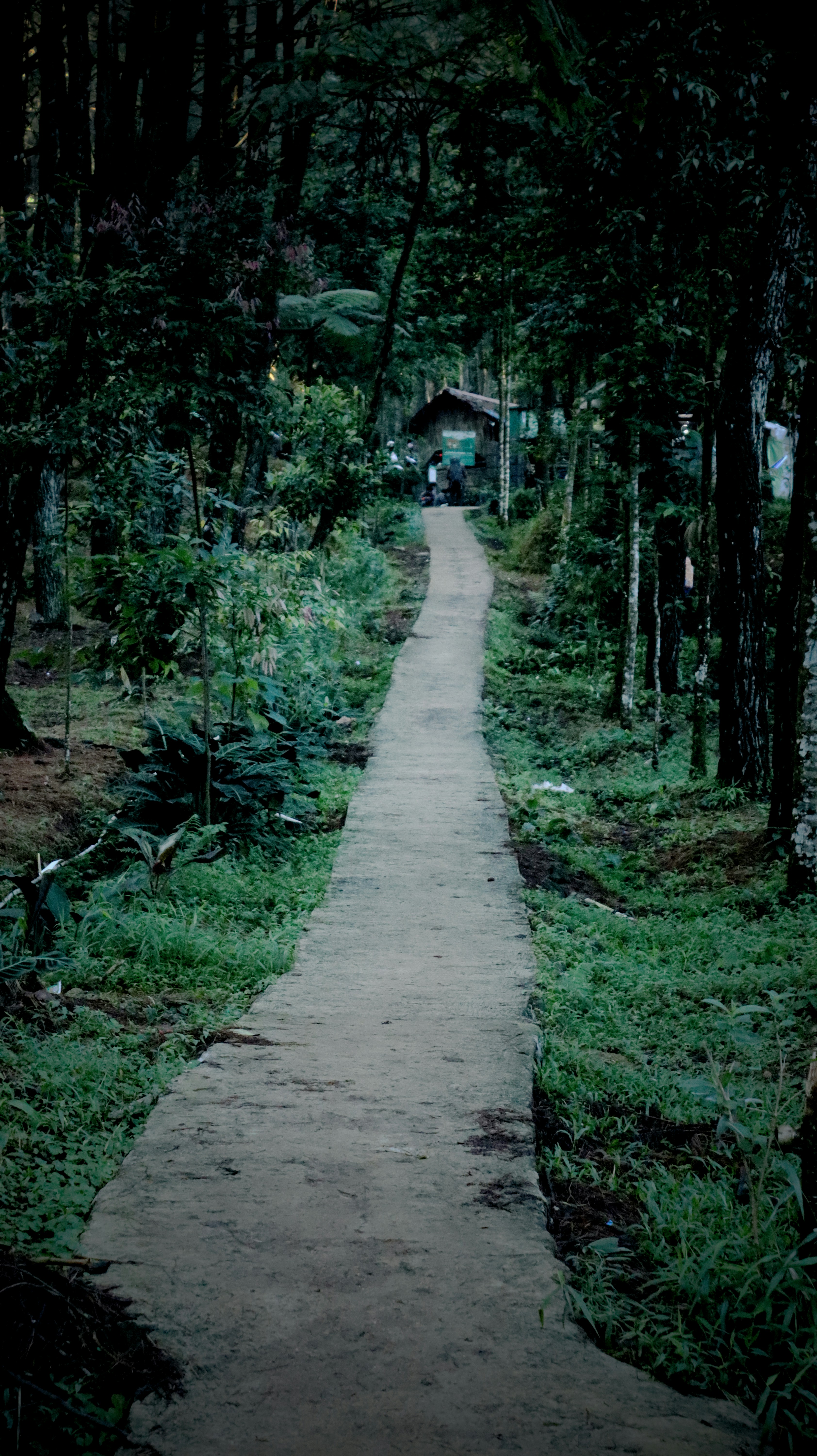 Un camino de tierra a través de un bosque