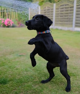 a black dog running on grass