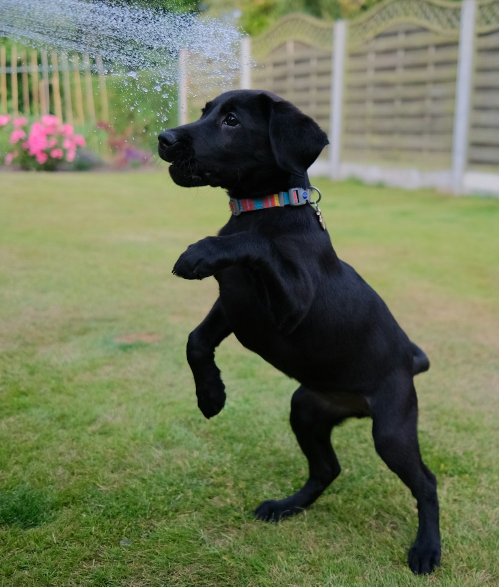 a black dog running on grass